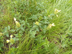 Scutellaria caucasica