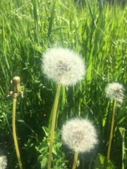 Taraxacum officinale