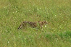 Leptailurus serval lipostictus