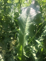 Taraxacum officinale