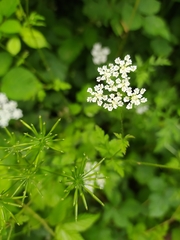 Chaerophyllum temulum