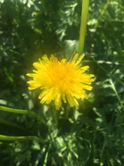 Taraxacum officinale
