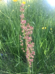 Rumex