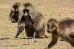 Theropithecus gelada