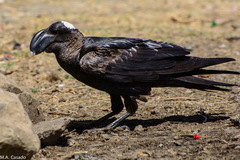 Corvus crassirostris