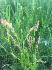 Rumex