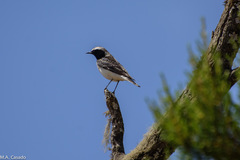 Oenanthe pleschanka