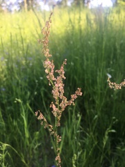 Rumex