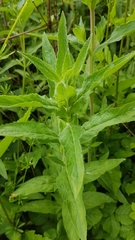 Epilobium hirsutum