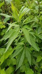 Eupatorium cannabinum