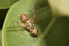 Dacus persicus