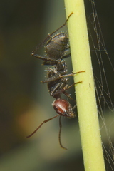 Camponotus sericeus