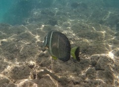 Acanthurus guttatus