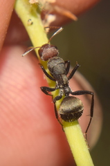 Camponotus sericeus