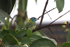 Psilopogon asiaticus