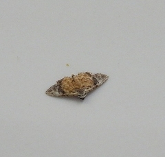 Araeopteron rufescens