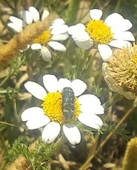 Acmaeoderella flavofasciata flavofasciata
