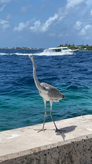 Ardea cinerea