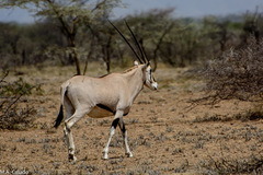 Oryx beisa beisa