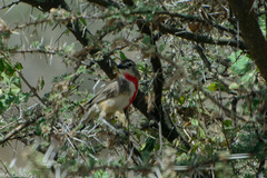 Rhodophoneus cruentus