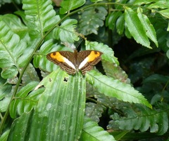 Adelpha cocala