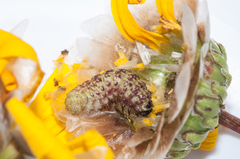 Eublemma bipartita