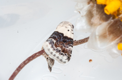 Eublemma bipartita