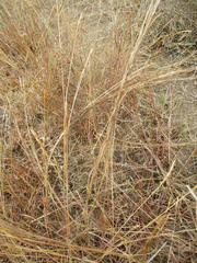 Heteropogon