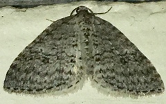 Venusia duodecemlineata
