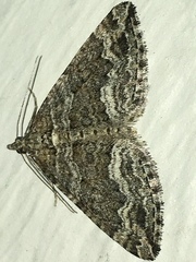Perizoma custodiata