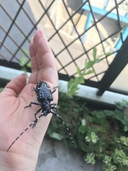 Anoplophora chinensis