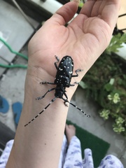 Anoplophora chinensis