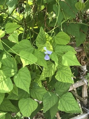 Neustanthus phaseoloides