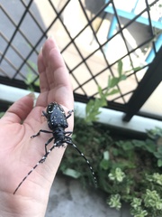 Anoplophora chinensis