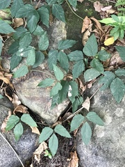 Neustanthus phaseoloides