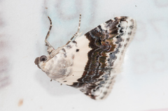 Eublemma bipartita
