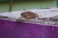 Argya striata