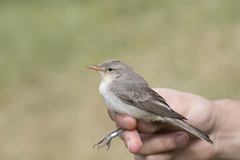 Olive-Tree Warbler photo 5