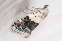 Eublemma bipartita