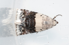 Eublemma bipartita