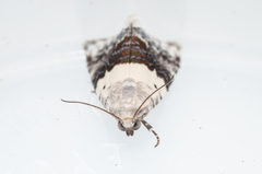 Eublemma bipartita