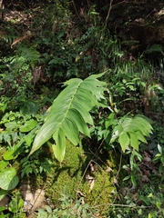 Polygonatum cyrtonema
