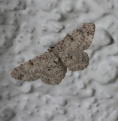 Catoria sublavaria