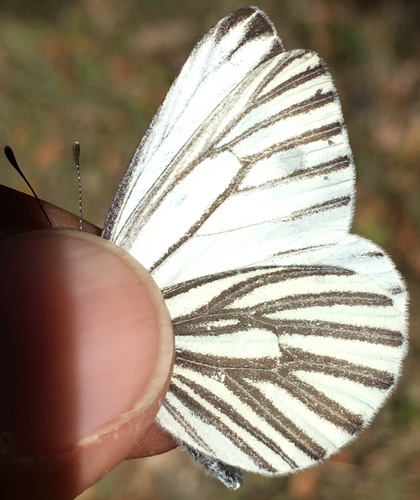 iNaturalist observation photo of Margined White