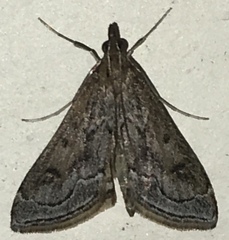 Pyrausta napaealis