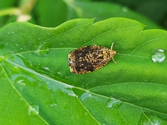 Celypha siderana