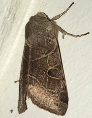 Orthosia behrensiana