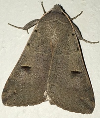 Cissusa indiscreta