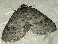 Venusia duodecemlineata