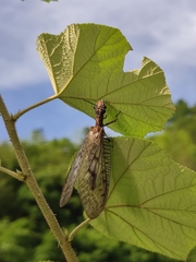 Neoneuromus orientalis
